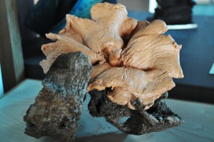 Des travaux variés à venir découvrir au Patiau.